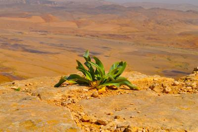 Cover image for research topic "Cellular Signaling Networks in Plant Heat Stress Responses"