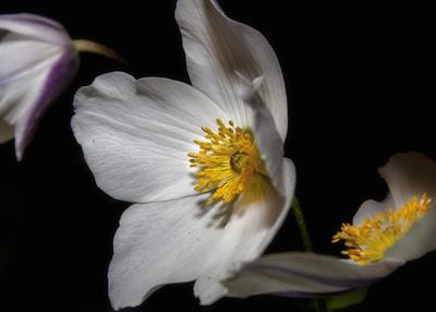 Cover image for research topic "Petal Development: From Cell Biology to EvoDevo"