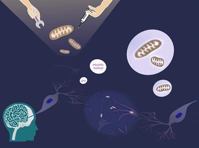 Cover image for research topic "Mitochondrial Therapy in Neurological Diseases"