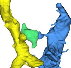 Cover image for research topic "Regulation of Synaptic Structure and Function"