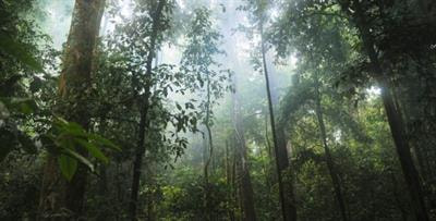 Cover image for research topic "Sustainable Certification Standards: Environmental and Social Impacts"