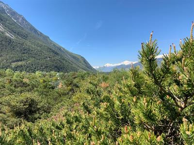 Cover image for research topic "Forest Monitoring to Assess Forest Functioning Under Air Pollution and Climate Change"