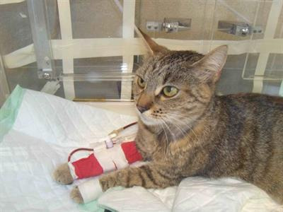 Cover image for research topic "Research and Updates in Veterinary Transfusion Medicine"
