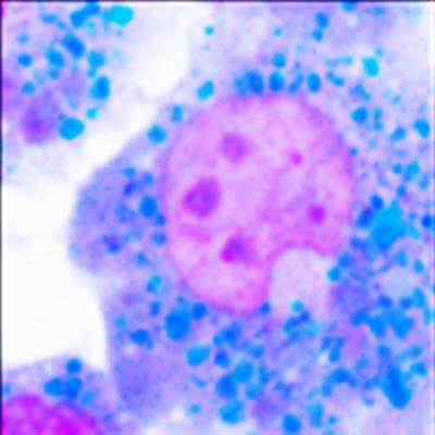 Cover image for research topic "Involvement of Autophagy in Determining the Developmental Fate of Ovarian Follicles"