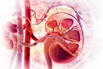 Cover image for research topic "Nutritional Aspects of Kidney Disease"