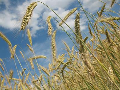 Cover image for research topic "Genomics-enabled Triticeae Improvement"