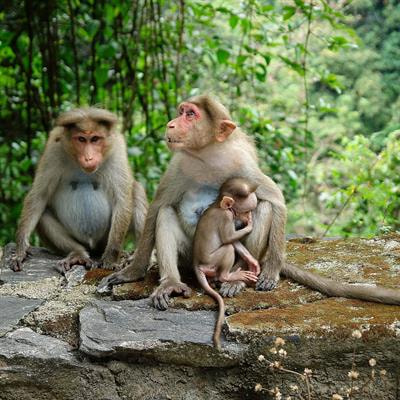 Cover image for research topic "Linking Primate Ecology and Conservation Science in a Changing Environment"