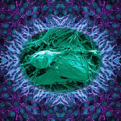 Cover image for research topic "Bidirectional Communication between Synapses and Nucleus in Brain Physiology and Disease"