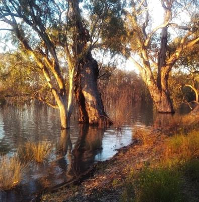 Cover image for research topic "Environmental Flows in an Uncertain Future"