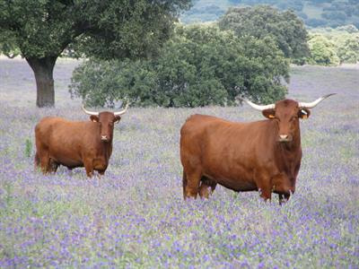Cover image for research topic "Animal Welfare in Extensive Systems"