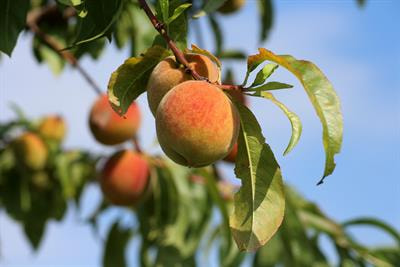 Cover image for research topic "Towards the Identification of Useful Genes for Prunus Breeding"