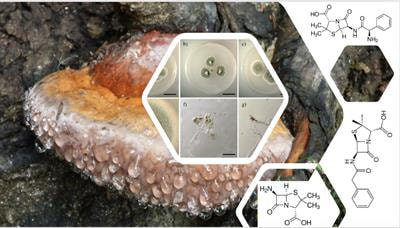 Cover image for research topic "Bioactive Compounds with Potential Medicinal Properties Derived from Fungi: Recent and Future Developments in Microbial Biotechnology"
