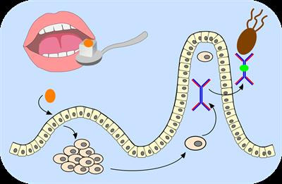 Cover image for research topic "Mucosal Vaccination: Strategies to Induce and Evaluate Mucosal Immunity"