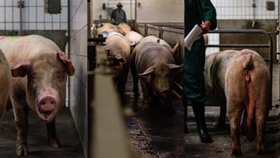 Cover image for research topic "Challenges with Ensuring Fitness for Transport and Slaughter"