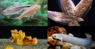 Cover image for research topic "Emerging Research Organisms in Regenerative Biology"