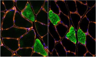 Cover image for research topic "Trends in Muscle and Tendon Molecular and Cell Biology"
