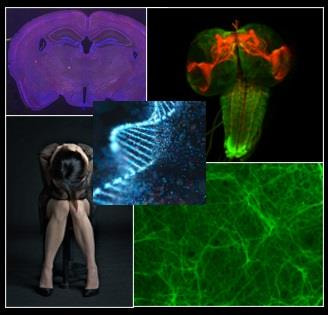 Cover image for research topic "The Role of Epigenetics in Neuropsychiatric Disorders"