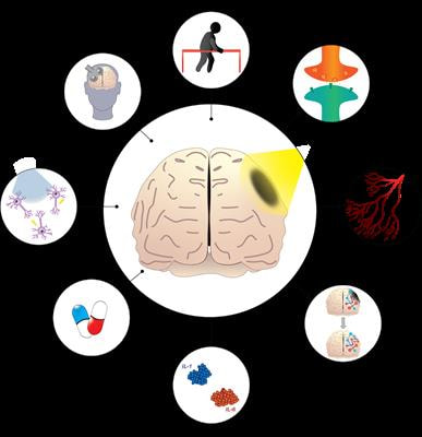 Cover image for research topic "Optical Imaging and Neurorehabilitation Strategies after Stroke"