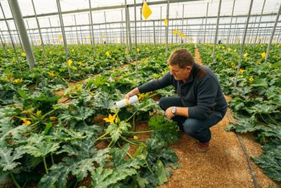 Cover image for research topic "Crop Pest Control and Pollination"