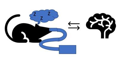 Cover image for research topic "Post-anesthesia Cognitive Dysfunction: How, When and Why"