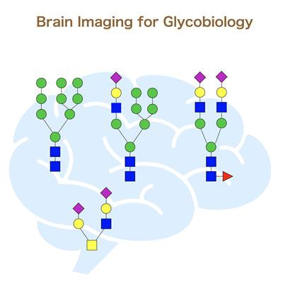 Cover image for research topic "Brain Imaging for Glycobiology"