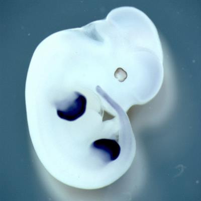 Cover image for research topic "Mechanisms of Hox-Driven Patterning and Morphogenesis"