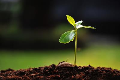 Cover image for research topic "Natural Variations and Genetic Constraints on Plant Nutrition"