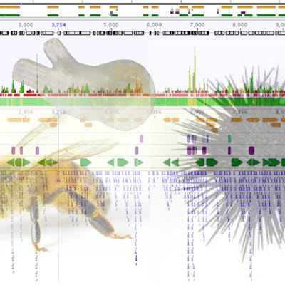 Cover image for research topic "Epigenetic Mechanisms in Invertebrates"