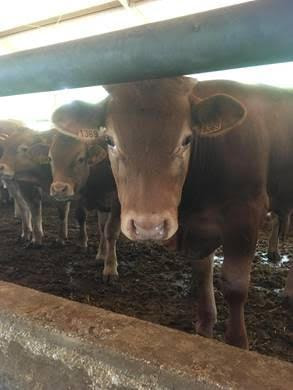 Cover image for research topic "Evolving Prospects of Bovine Respiratory Diseases and Management in Feedlot Cattle"