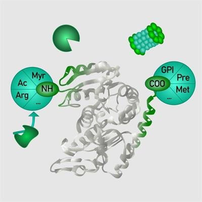 Cover image for research topic "Plant Protein Termini: Their Generation, Modification and Function"