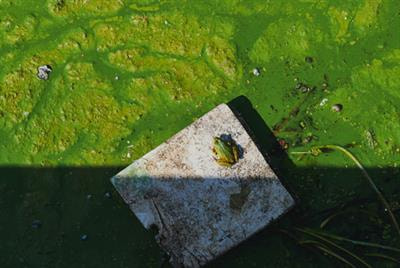 Cover image for research topic "Impact of Anthropogenic Environmental Changes on Animal Microbiomes"