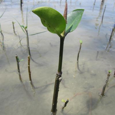 Cover image for research topic "Integrated Phylogeography and Population Genomics of Coastal Ecosystems"