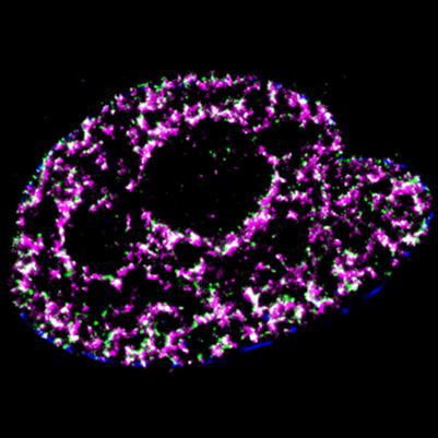 Cover image for research topic "Imaging Approaches to Unravel Chromatin Organization and Nuclear Dynamics"