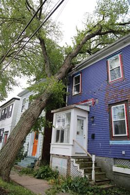 Cover image for research topic "Urban Trees in a Changing Climate: Science and Practice to Enhance Resilience"