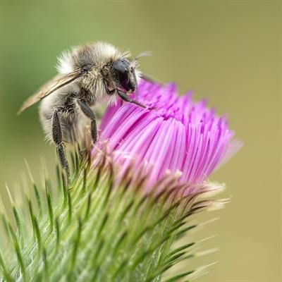 Cover image for research topic "The Decline of Wild Bees: Causes and Consequences"