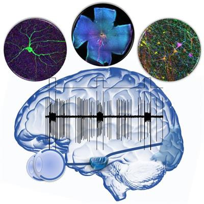 Cover image for research topic "Visual Code: From the Retina to the Brain"