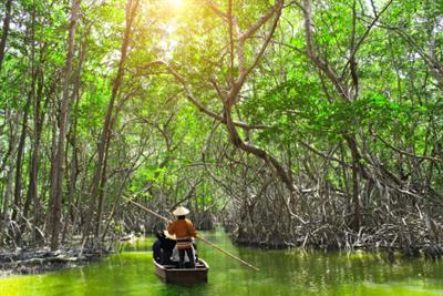 Cover image for research topic "Drivers of Mangrove Forest Change and its Effects on Biodiversity and Ecosystem Services"
