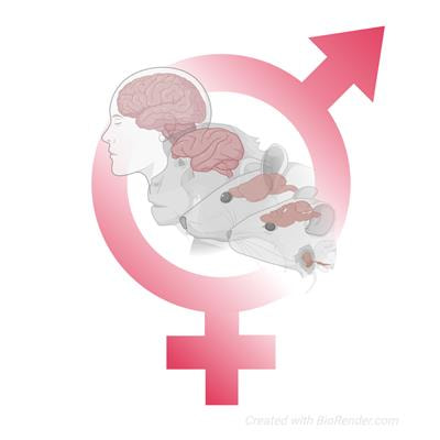 Cover image for research topic "Animal Models of Anxiety and Depression: Exploring the Underlying Mechanisms of Sex Differences"