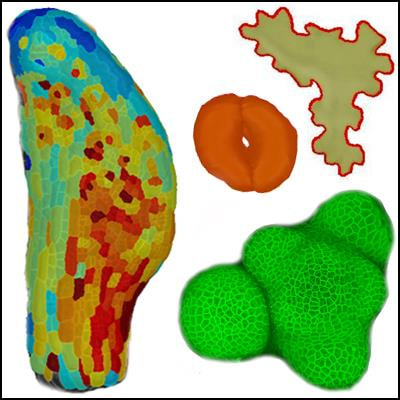 Cover image for research topic "Growth Patterns Underlying Plant Development"