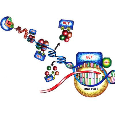 Cover image for research topic "BET Proteins in Chromatin Architecture, Transcription and Disease"