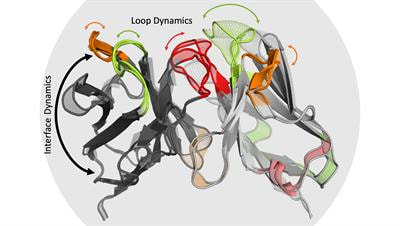 Cover image for research topic "Conformational Diversity of Antibodies and Implications for Binding and Function"