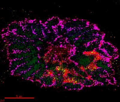 Cover image for research topic "The 4th Dimension of the 3D Chromatin Organization: Dynamics and Functional Consequences"