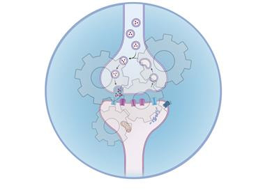 Cover image for research topic "Modeling Synaptic Transmission"