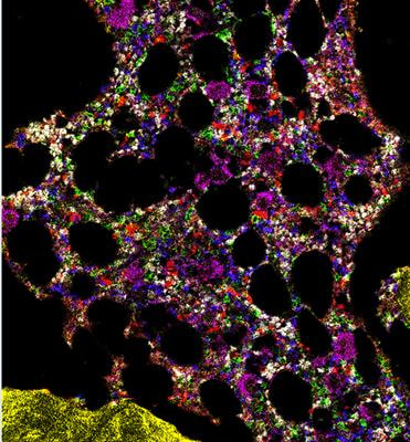 Cover image for research topic "The Bone Marrow Niche in Normal and Malignant Haematopoiesis"