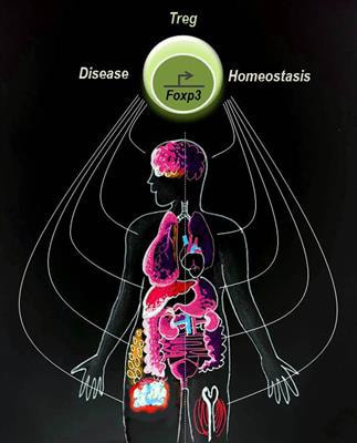 Cover image for research topic "Non-Lymphoid Functions of Regulatory T cells in Health and Disease"