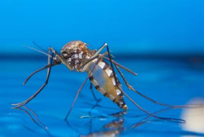 Cover image for research topic "Climate Change, Extreme Weather, and Vector-Borne Diseases: Spatial and Temporal Risks"