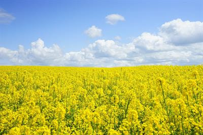Cover image for research topic "Photoperiod Control of Growth and Reproduction"