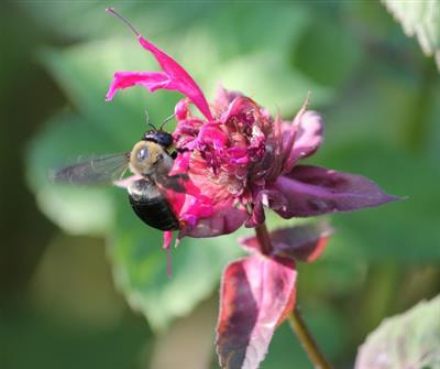 Cover image for research topic "Social Invertebrates as Models for Non-Kin Cooperation"