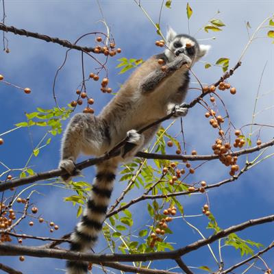 Cover image for research topic "Animal Seed Dispersal: An Ecosystem Service in Crisis"