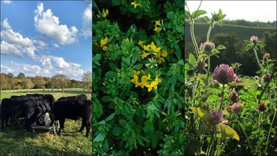 Cover image for research topic "Natural Products in Animal Feed and Production Systems"
